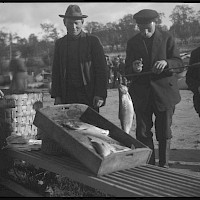 Whitefish caught with fyke nets for sale at the fish market in the town of Gamlakarleby in 1924.   Photographer: Curt Segerstråle.  Archive collection: The Society of Swedish Literature in Finland (SLS), sls.finna.fi SLS 388_110