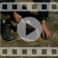 Collecting eggs from seabirds in the village of Maxmo (film from 1977). Fisherman Albert Westerholm (born in 1906) collecting seagulls’ eggs to eat. The Society of Swedish Literature in Finland (SLS), SLS 1245.