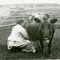Nainen lypsää lehmää ulkona aitauksessa. Vöyri, 1900-luvun alkua. Kuvaaja: Erik Hägglund. Kokoelma: Svenska Litteratursällskapet, sls.finna.fi SLS 865 B 305