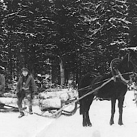 Fetching timber with horse and sledge. From the private archives of Nils Sund