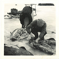 Hylkeen teurastusta vuonna 1955, ns. kotiinjuoksuretki 15–20 km Kobergetin edustalla Moikipäässä. Valokuvaaja: Sigfrid Strandberg Strandbergin perheen yksityisarkisto