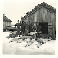 Hylkeen teurastusta pyyntiretken päätteeksi vuonna 1955. Pyyntimatka oli ns. kotiinjuoksuretki noin 15–20 km Kobergetin edustalla Moikipäässä. Valokuvaaja: tuntematon Strandbergin perheen yksityisarkisto