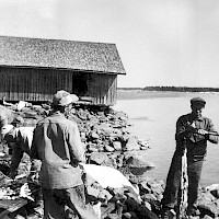 Seals are being gutted and seal meat is being sold in the harbour of the village of Norra Vallgrund. There was a premium paid for shooting seals. In 1962, the premium was 40 Finnish marks. The lower jaw of the seal had to be presented to county officials as proof.   Photographer: Göta Bengs 1962 Archive collection: Kvarken Boat Museum, picture archive