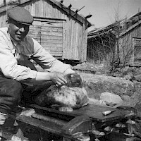 A ringed seal before the skin and the blubber are removed.  Photographer: Rosina Öster 1962 Archive collection: Kvarken Boat Museum