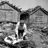 A seal is being gutted on the hunting sledge. The skin and the blubber are removed. The harbour in the village of Norra Vallgrund.  Photographer: Rosina Öster 1962 Archive collection: Kvarken Boat Museum