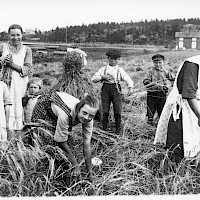Harvesting in the village of Vörå in 1926.   Photographer: Erik Hägglund.  Archive collection: The Society of Swedish Literature in Finland (SLS), sls.finna.fi SLS 865 B 293