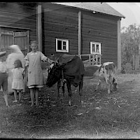 Children with a cow in the village of Malax in 1917.   Photographer: Lennart Forsgård/Iris Forsgård.  Archive collection: The Society of Swedish Literature in Finland (SLS), sls.finna.fi ÖTA 23, 31